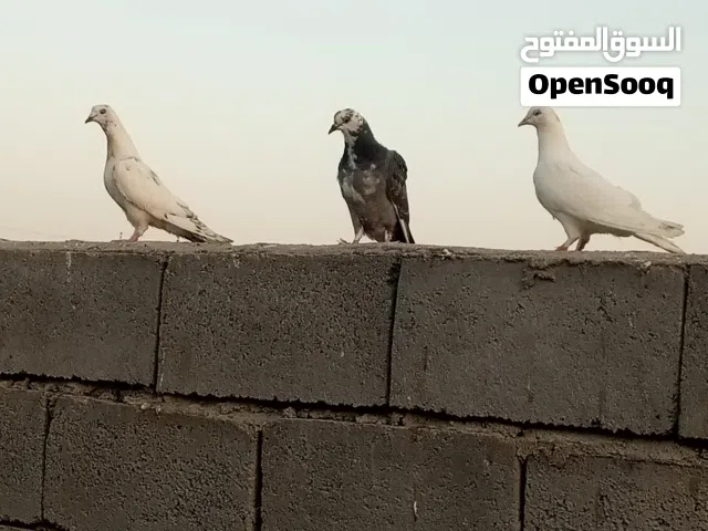 3 حمام للبيع متوفر واتساب ممنوع المكالمه