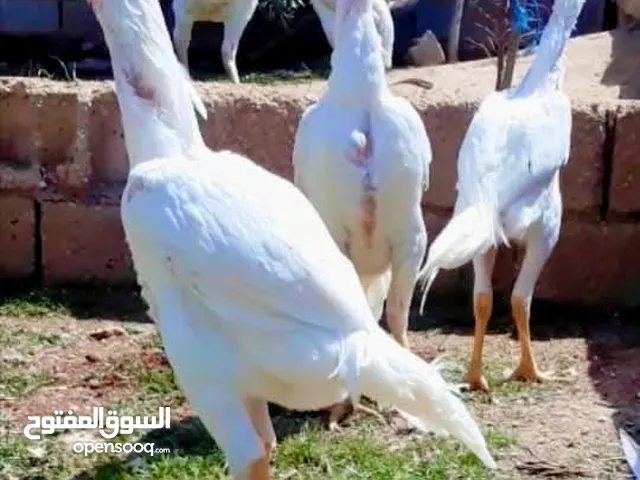 صيصان وديوك باكستاني