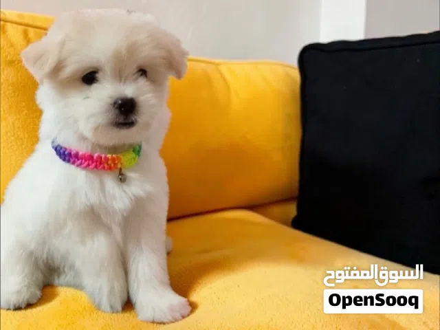 بنوته هافانيز ميني بيورر