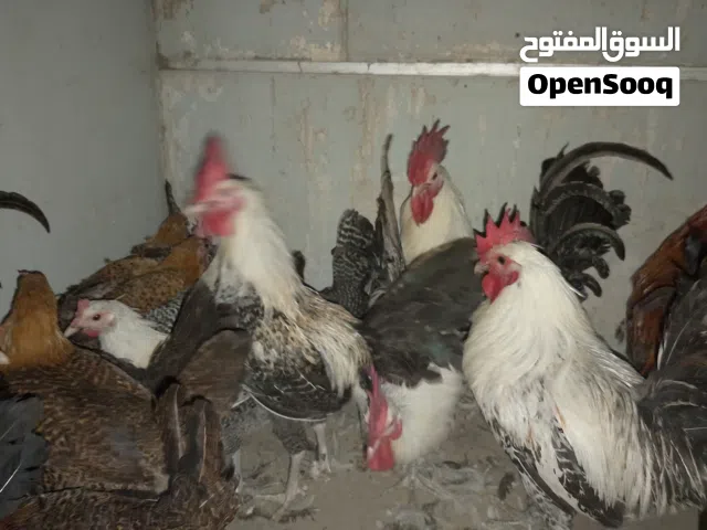دجاج فيومي للبيع بسعر مغري