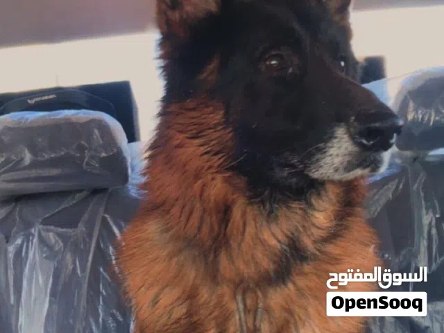 جيرمن شبرد GERMAN SHEPHERD