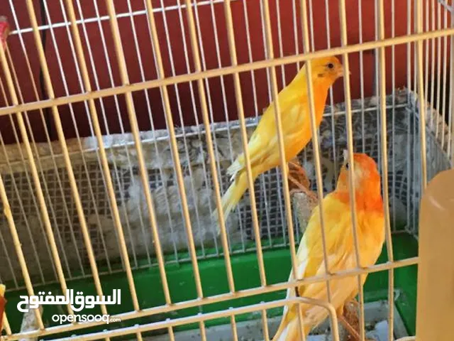 جوز كنارات جزريات شغالات ما شاء الله عنهم كان عندهم فراخ اسبوع وببيضو
