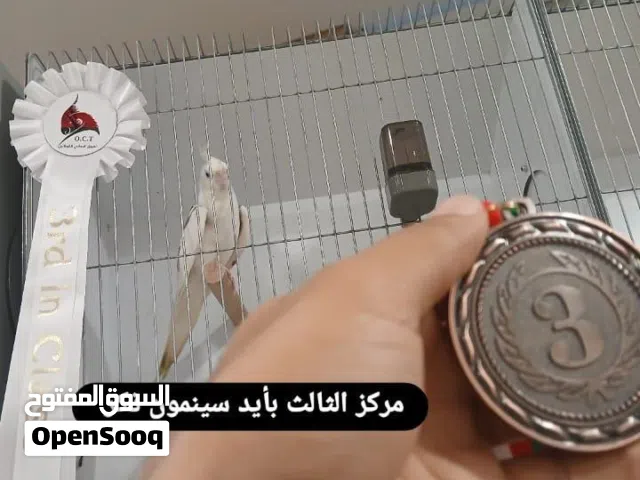 كوكتيلات ذكور مستويات فخمة مطورة اقبل بدل بما يناسب