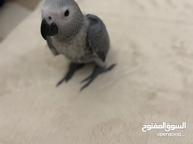 ‎فرخ كاسكو انتاج محلي - African gray parrots local breeding