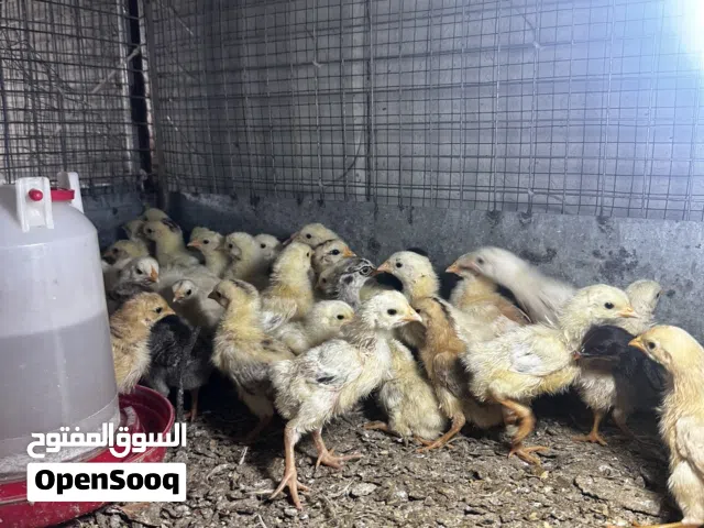 صيصان فرنسيات مع صيصان تهجين عماني فرنسي