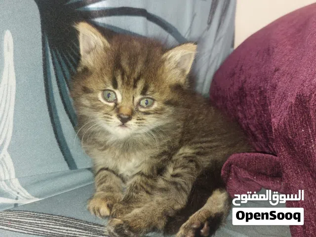 قطة جميلة ونظيفة تحب اللعب وتحب الاطفال