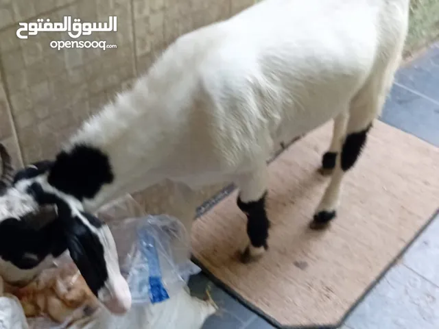عنز . تيس محلي