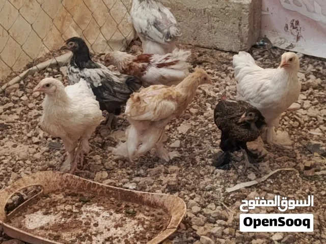 دجاج للبيع