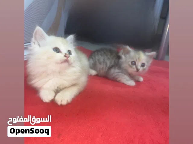 سنورين شيرازيات 55 و قابل للجادين فقط