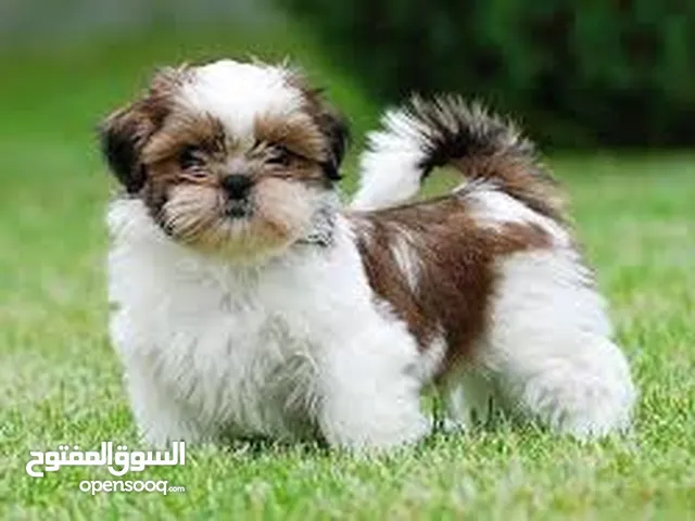جراوه شيتزو حجم صغير ماكبر