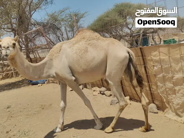 بوش ثنتين طيبات مطلوب الوحده 570 ريال
