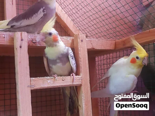 كوكتيل للبيع