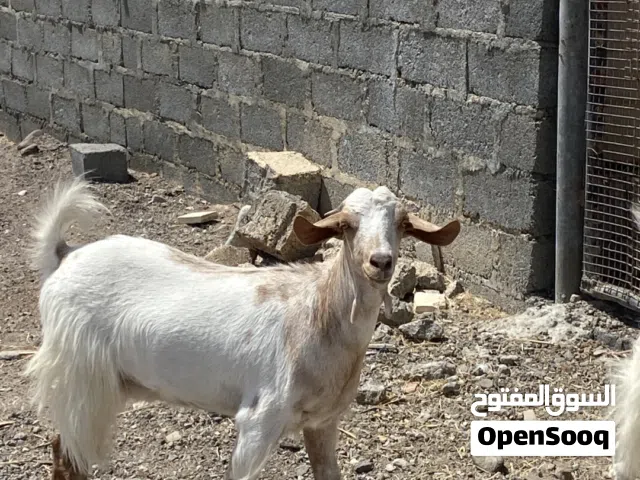 أغنام صخلات العمر 10