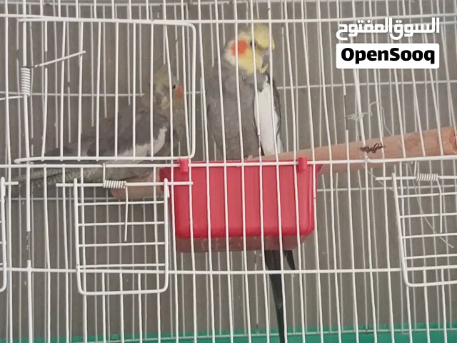 كوكتيل حبشي