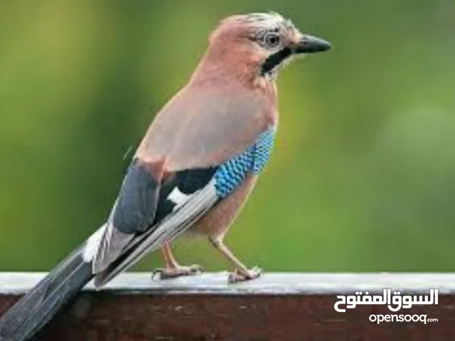 طيور ابو زريق