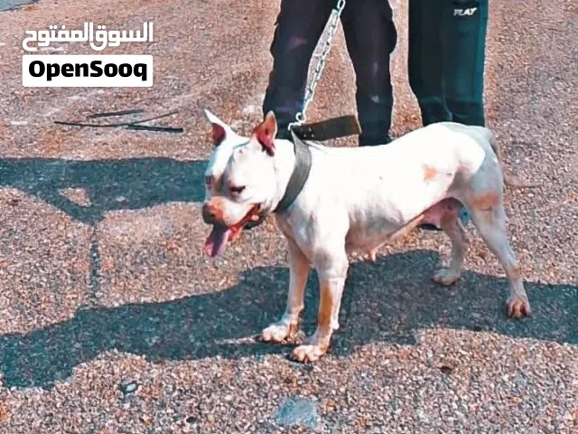 للبيع أنثى بيتبول لون أبيض، العمر سنة، بصحة ممتازة ونشيطة. مناسبة للحراسة والتربية، وطباعها جيدة.