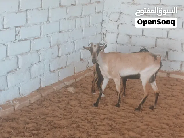 معزة كردية سنها سداس تحتها عناق  ناشطة الله يبارك