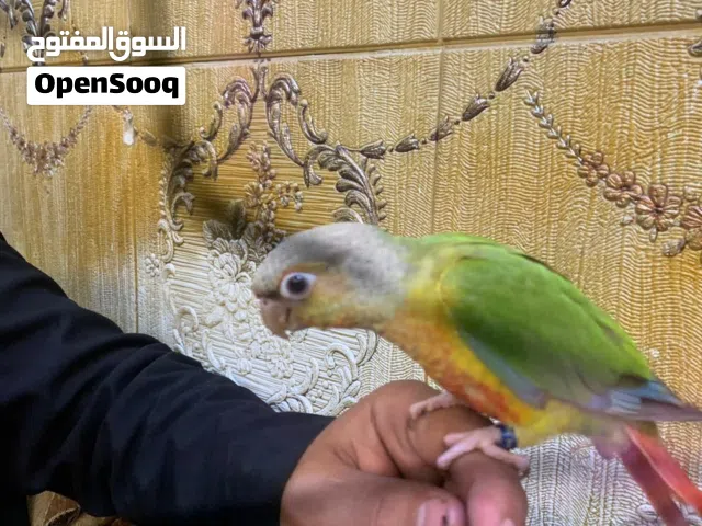 سلام عليكم خوان كنيور البيع واحد متلكم حلوات   أليفات طينه بصحه جيده واحد عمره 4 اشهر 3