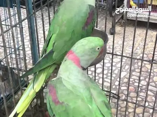 للبدل جوز درة امريكي جاهز ناقص تركيب عش ودرة هندي اشتغلوا مرتين و جوز