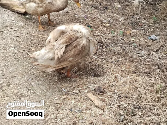 بط بياض للبيع او للبدل بدطتين اناثي وذكر............................................................
