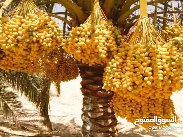 يوجد لدينا انواع نخيل ?