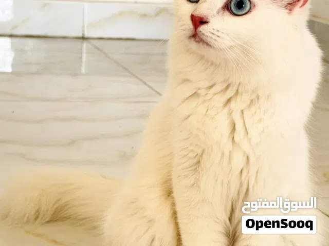 قطط لتبني بالمجان