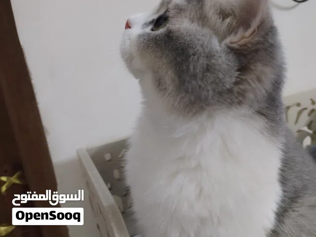 قطه أنثى ستريت بأندا جميله جدا عمرها 4 أشهر مكانهه بصرة قبله سعرها 80 الف وبيهه مجال