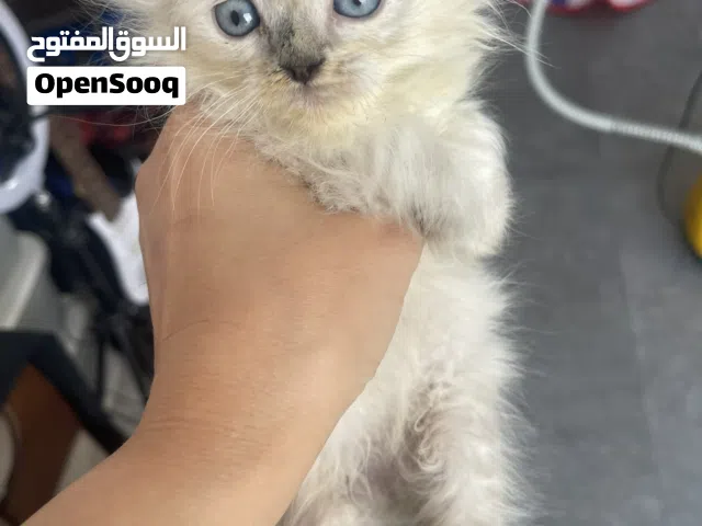 كيتن ذكر هملايا