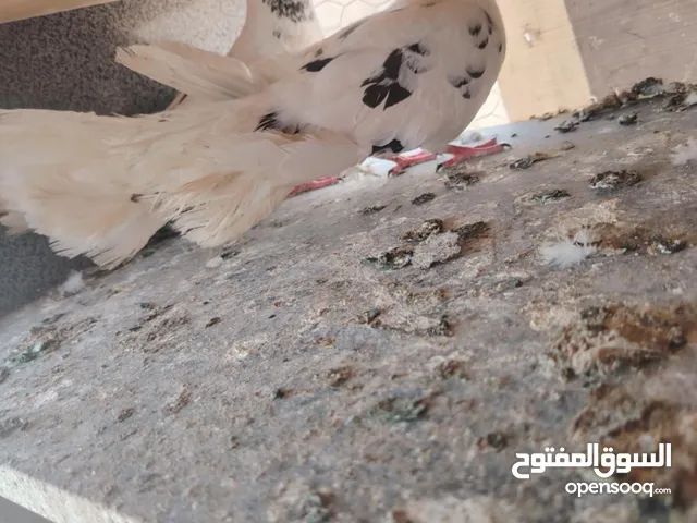 حمام صلاة نبي. ماشاء الله شغال