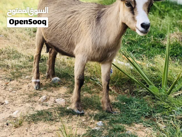 ماعز كردي للبيع
