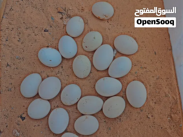 دحي سبرايت انيق