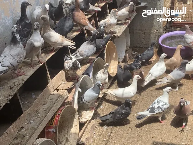 للبيع بسعر مناسب ( حمام زاجل + لاحم فرنسي + حمام منوع ) شوف الوصف