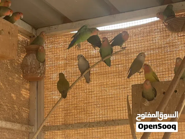 طيور روز للبيع سعر الحبه 9ریال