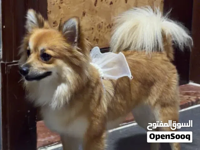 كلبه بوميرنيان