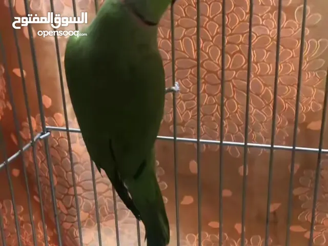 يغبغاء دره افريقي نص الفه ياكل من اليد الوصف مهم