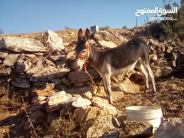 جحشه زرقا قطعه عاليه