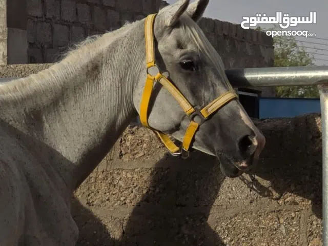 فرس للبيع مواليد 2012