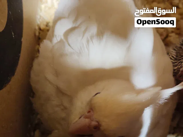 مطلوب ذكر كوكتيل البينو عين حمره عدد 3