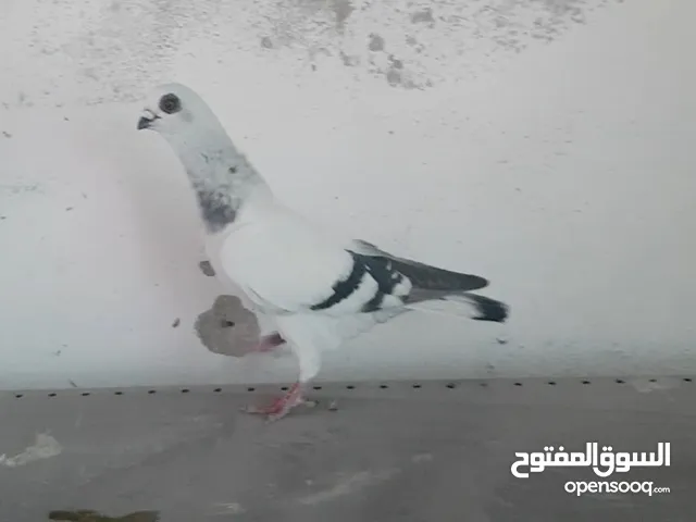 طيور حمام مخاليف سطح بسعر مناسب او البدل على جوز