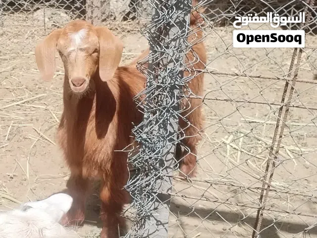 صخل العمر 3شهور
