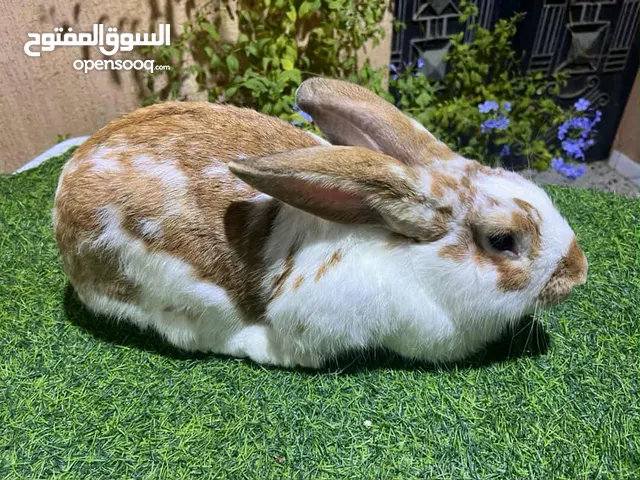 ارنب للبيع