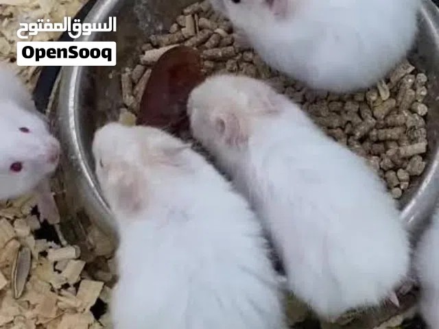 هامستر سوري للبيع