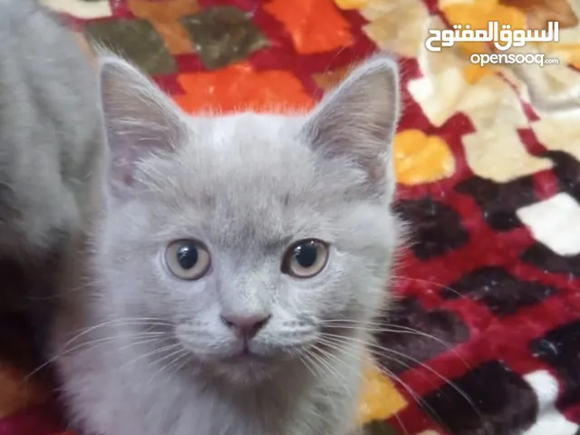 My cat is Pure Breed Lilac and Hairy British Short Hair only this 2 among the 4 kittens I share here