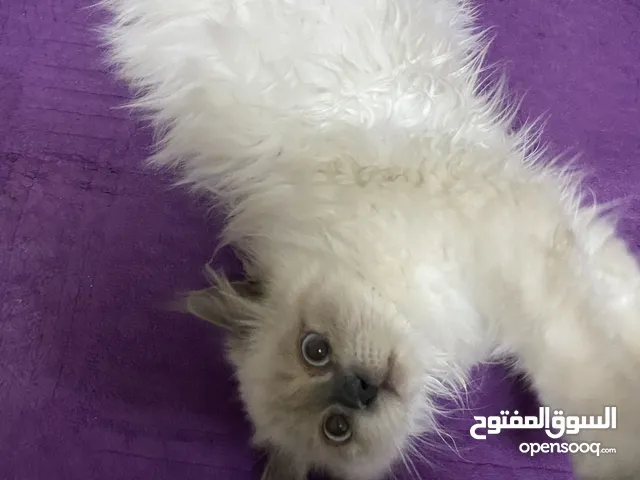 هملايا عمر 5 اشهر