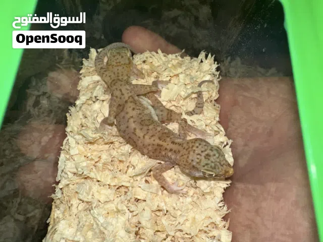 جيكو تاني الون حلو مميز