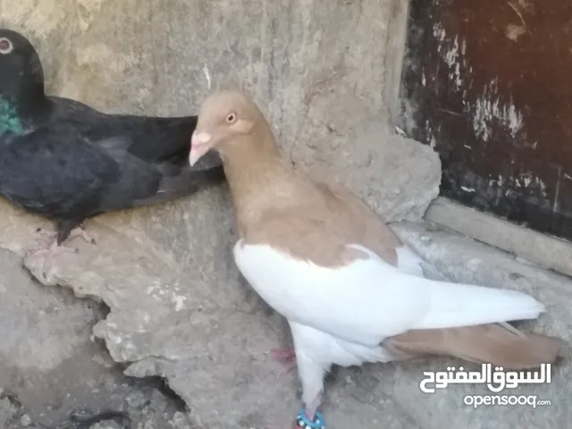 يهودي اصفر وكشميري بذنبة بيضاء (عبسي)