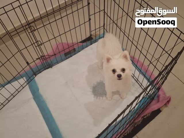 كلبه بوميرينيان للتزاوج