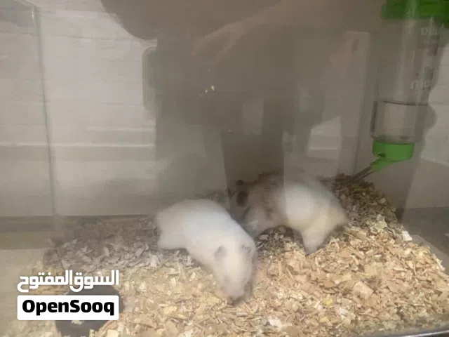 جوز هامستر للبيع حامل اقرأ الوصف