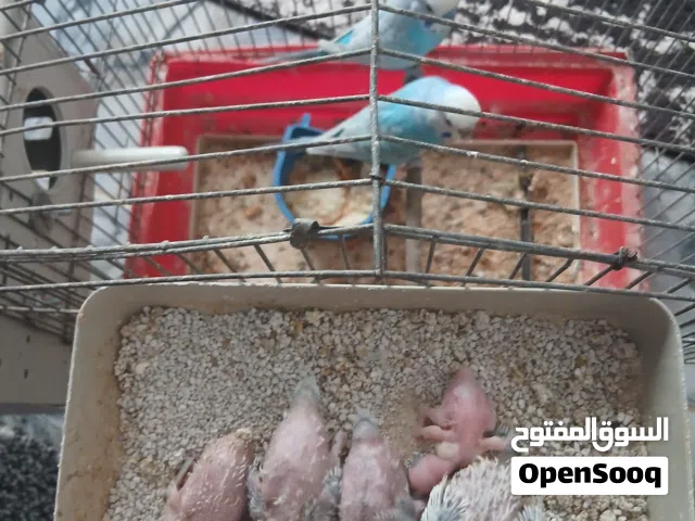 سلام عليكم كوبية بقلينو ربي يبارك  وبركدلو روز ترويط لفة تامة