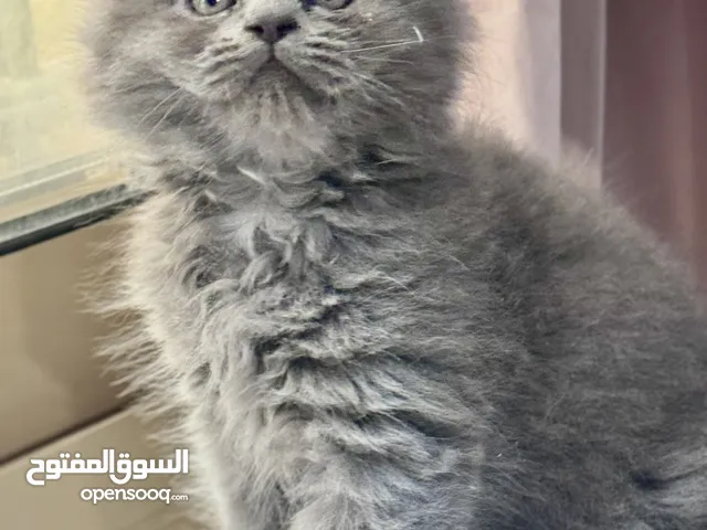 scottish fold long hair blue سكوتيش فولد شعر طويل لون ازرق ( رمادي)